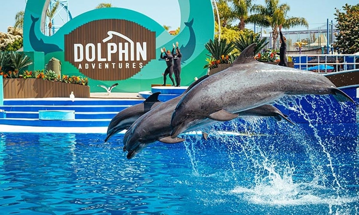 SeaWorld dolphins