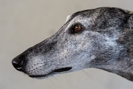 Florida Greyhound Kennel Can’t Claim Damages for Racing Ban