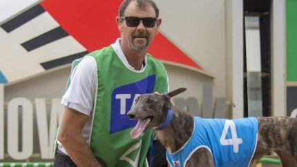 Australian Greyhounds Beaten by Trainer at Champion Kennel