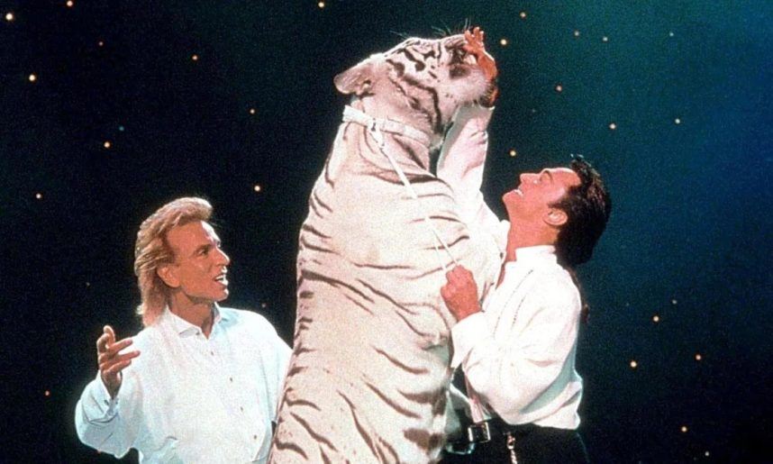 Last of Siegfried & Roy's Tigers and Lions Leaves Las Vegas for Sanctuaries - Casino.org